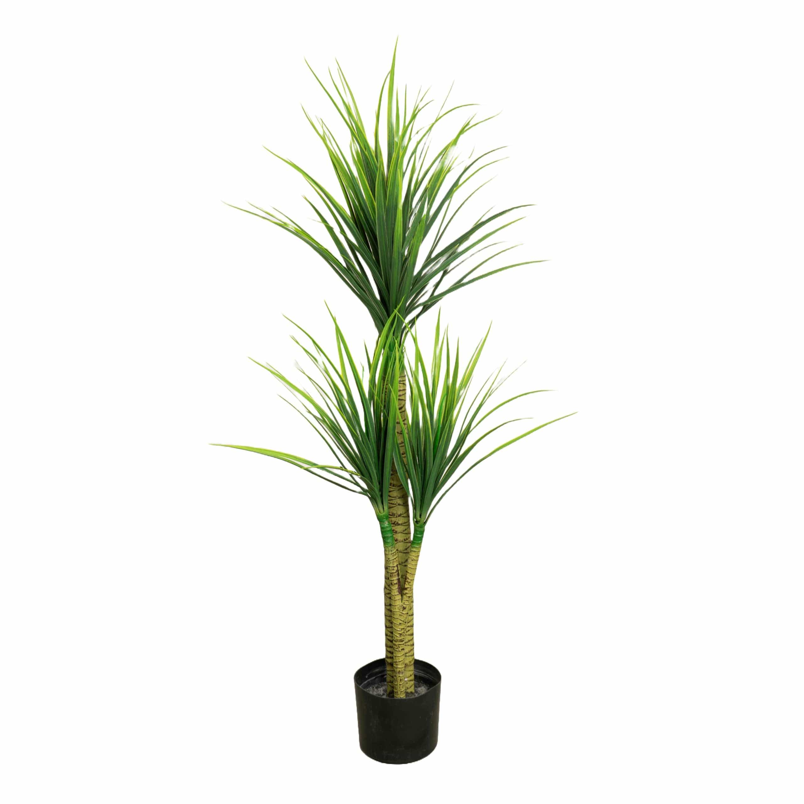 Kunst Dracaena, Kunst Dracaena